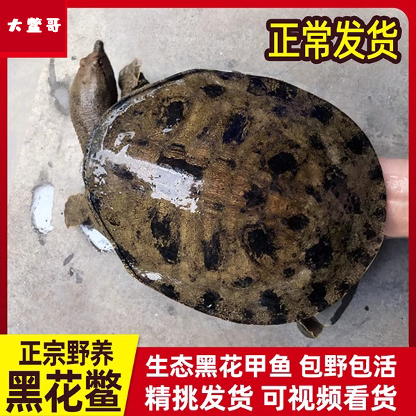 外塘黑花公甲鱼生态活体正宗土甲鱼中华鳖水鱼团鱼王八鲜活水产