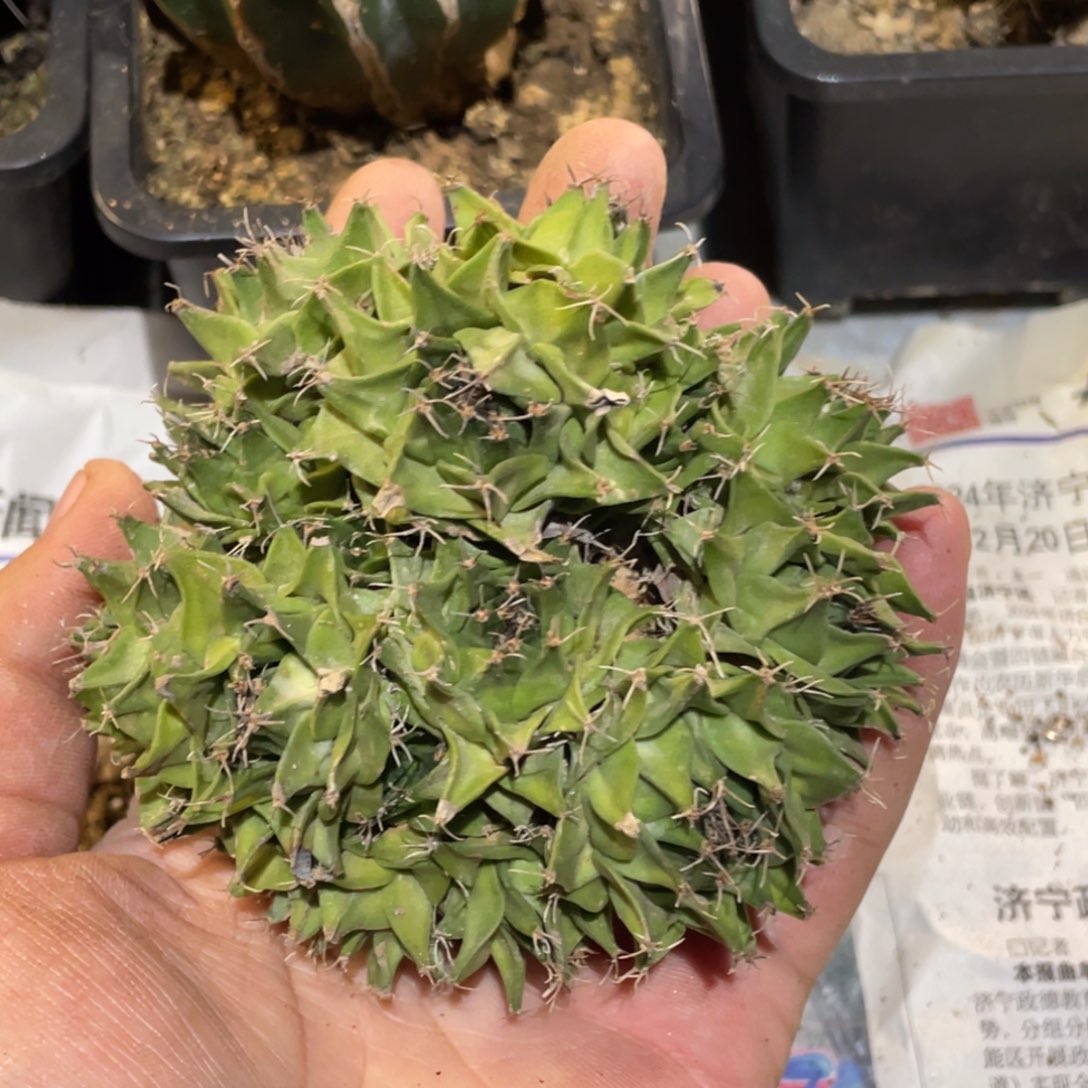 无花朵自根 帝冠群体 仙人球