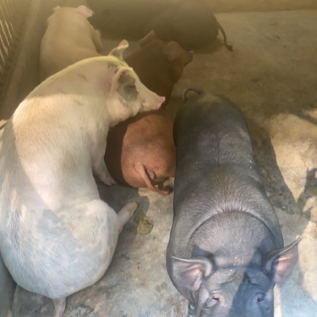 下单锁定 高山黑土猪改价链接1500g以上包邮