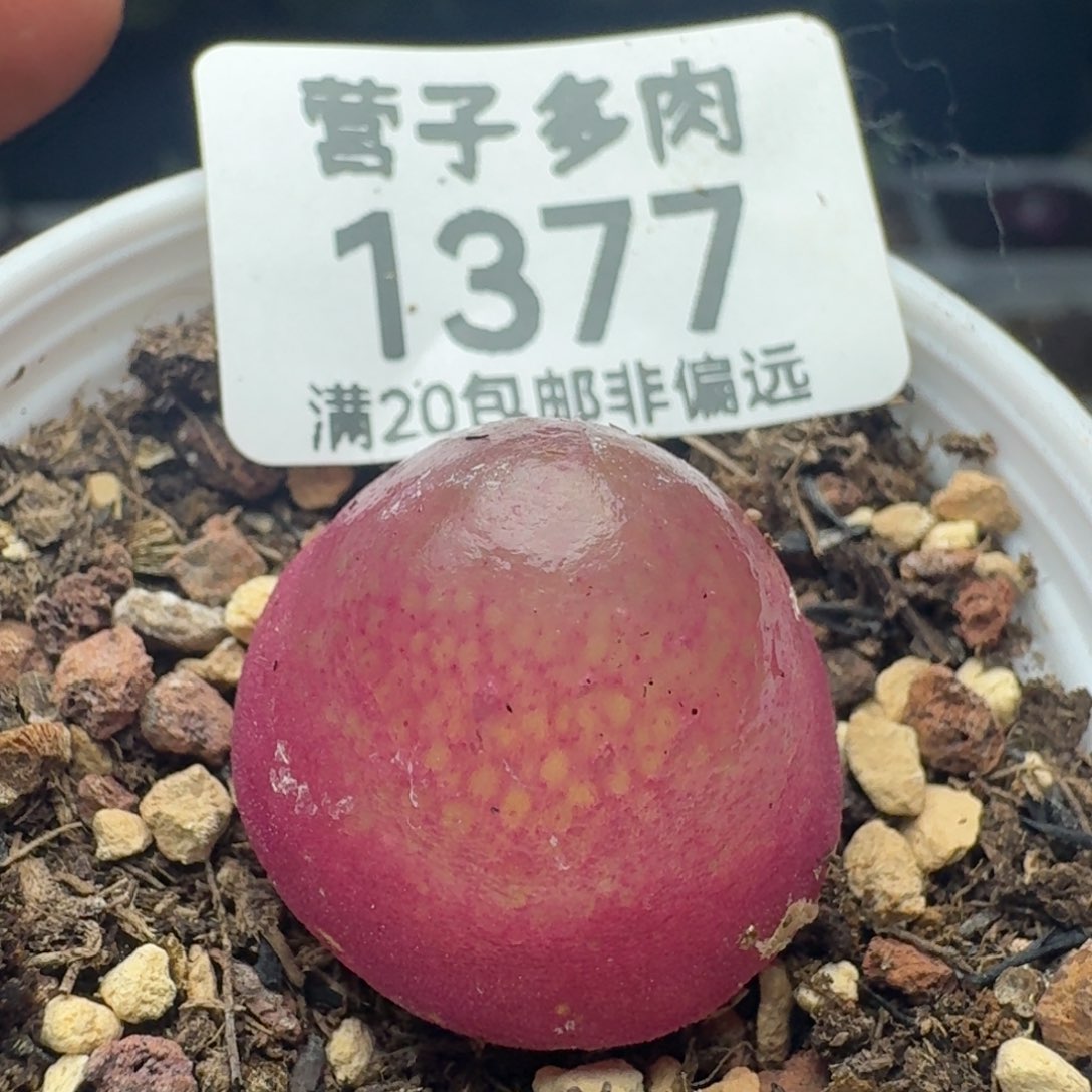 灯泡。    2.1 带盆土。         