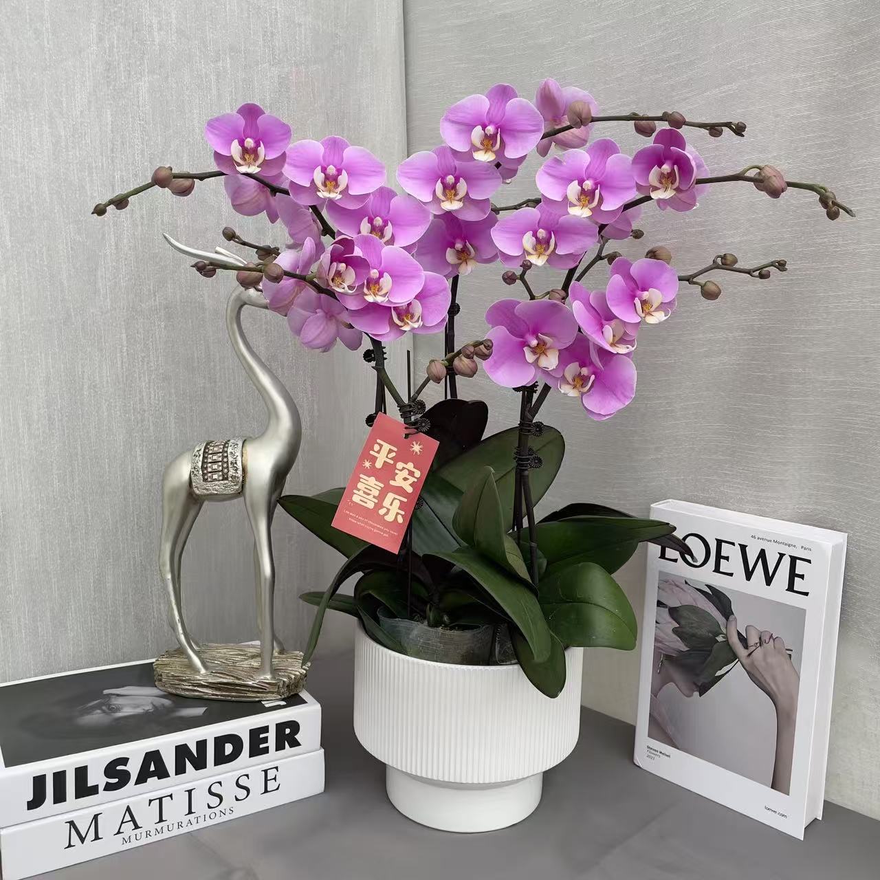 《安娜》3.0加高精品蝴蝶兰 带分枝 紫色鲜花 室内花卉 送礼首选