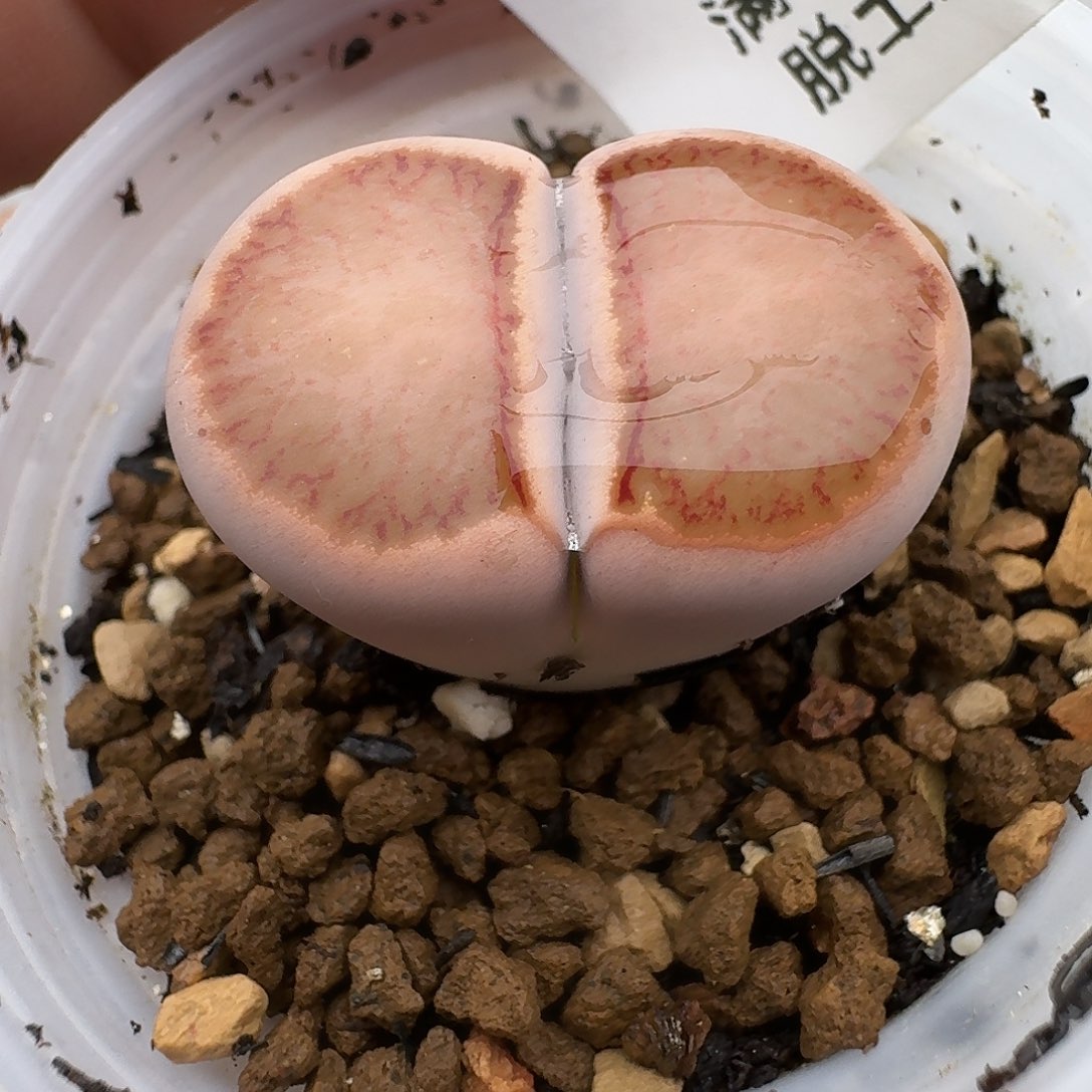 °***771多肉哈哈哈哈哈哈