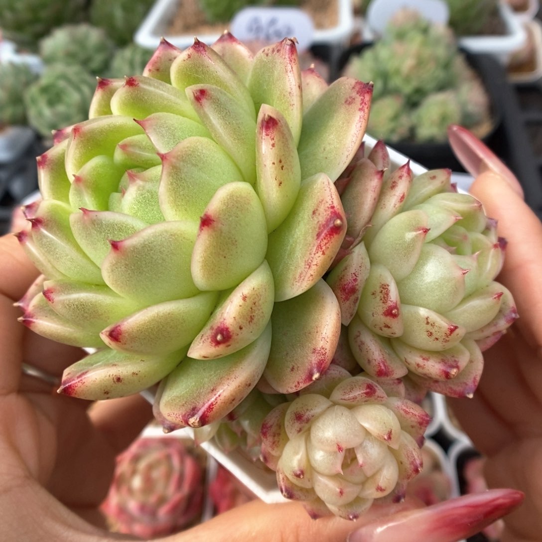 菠萝蜜麦秆群生4978号