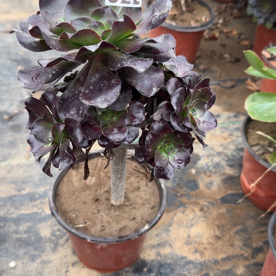 巫毒322满20包邮断枝不包