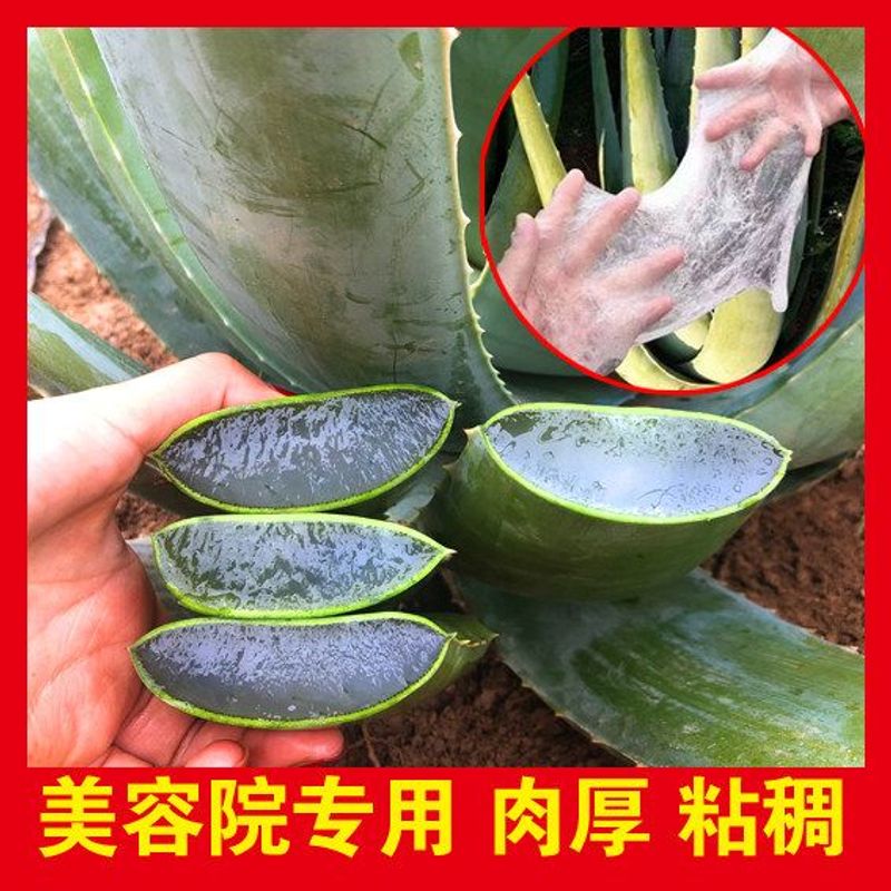 库拉索芦荟盆栽美容院灌肤专用芦荟灌肤胶质好室内芦荟大苗鲜叶片