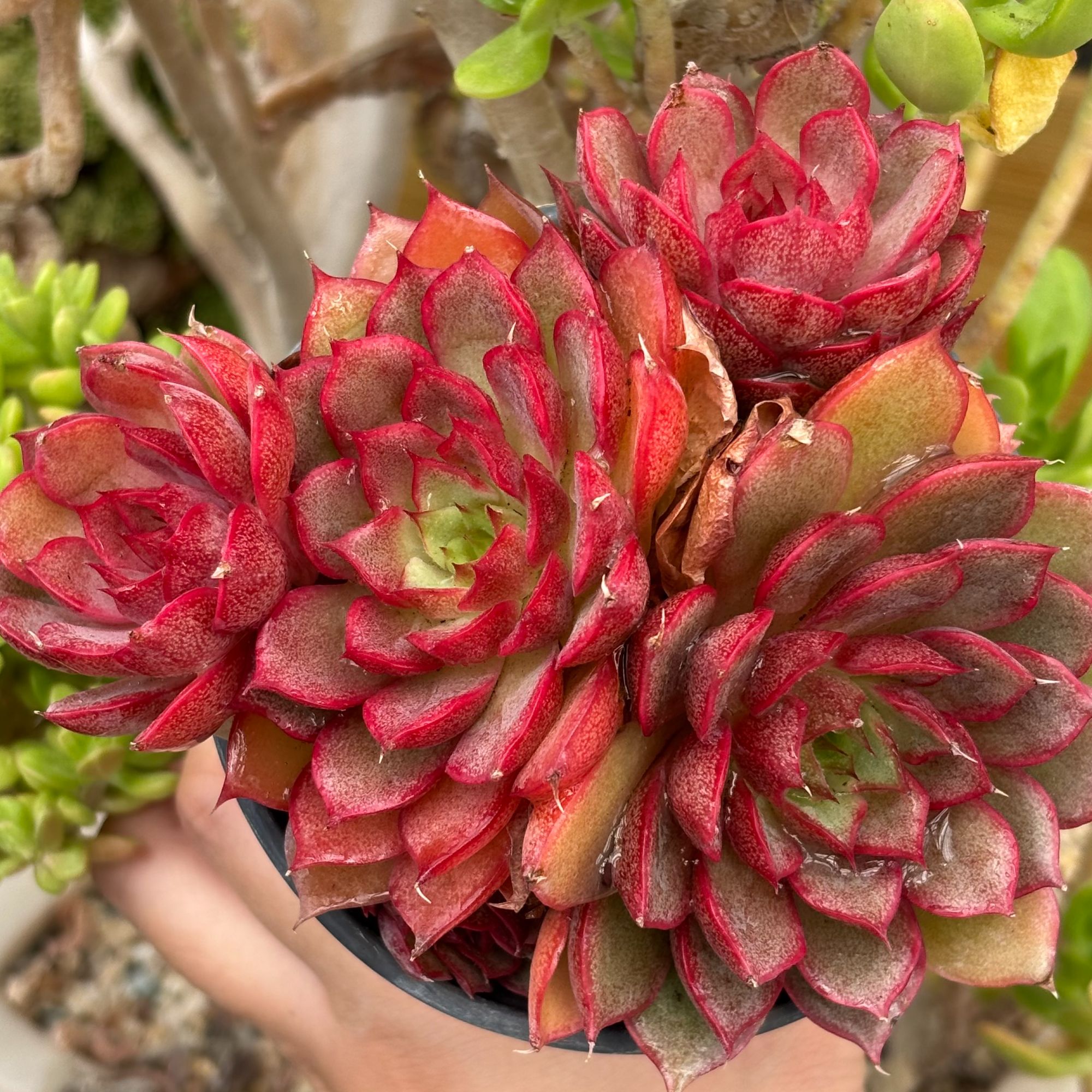 慢悠花房 林杰安娜 多肉办公室阳台绿植园艺盆栽花卉庭院多肉植物