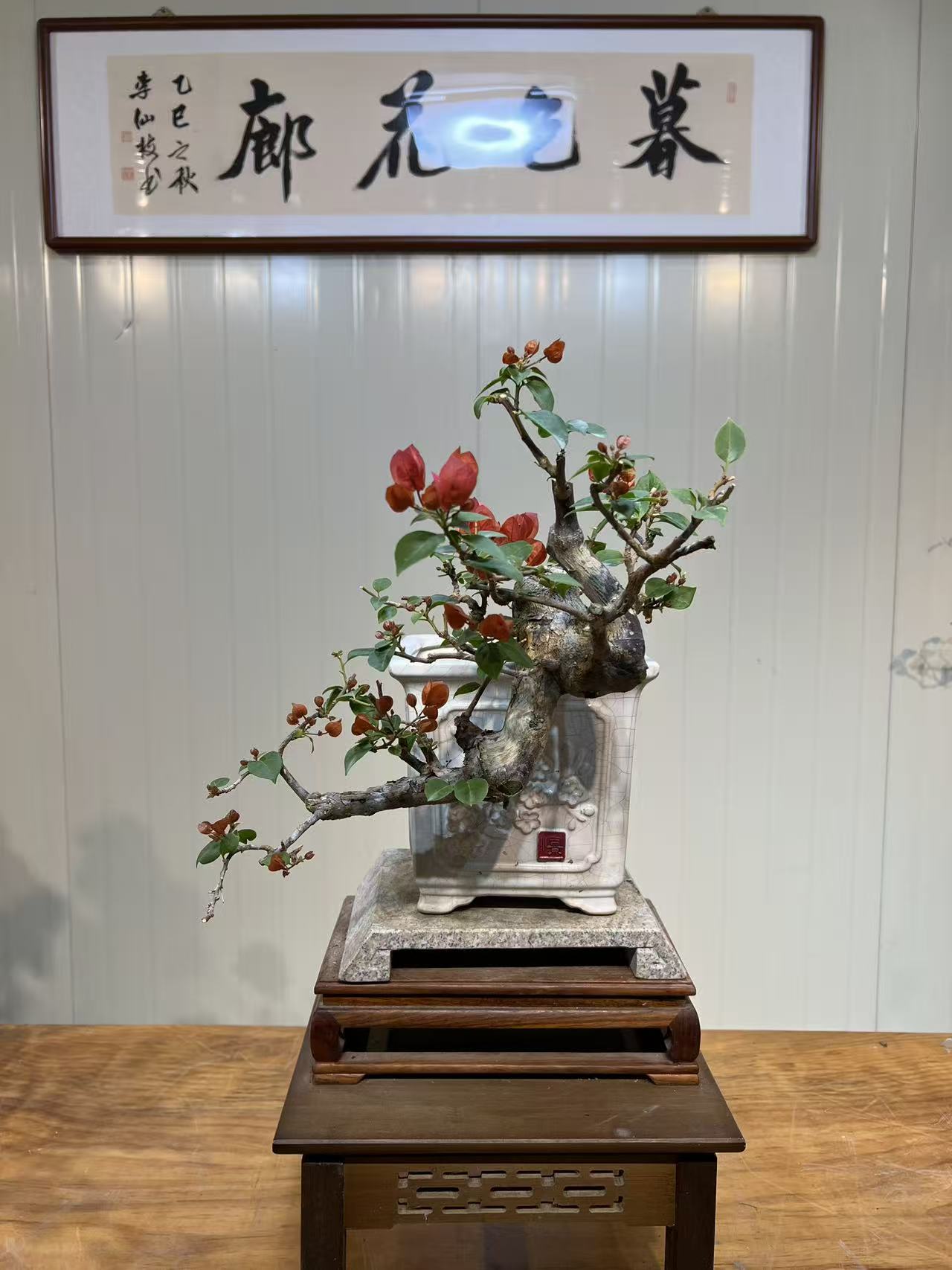 老年功热带花束三角梅盆景