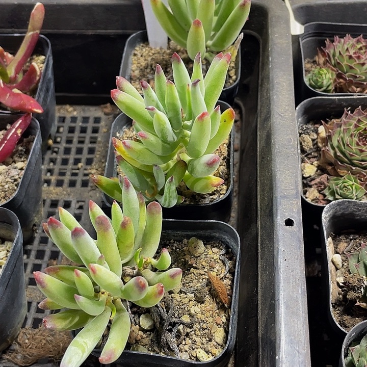 手指福娘带盆土发货