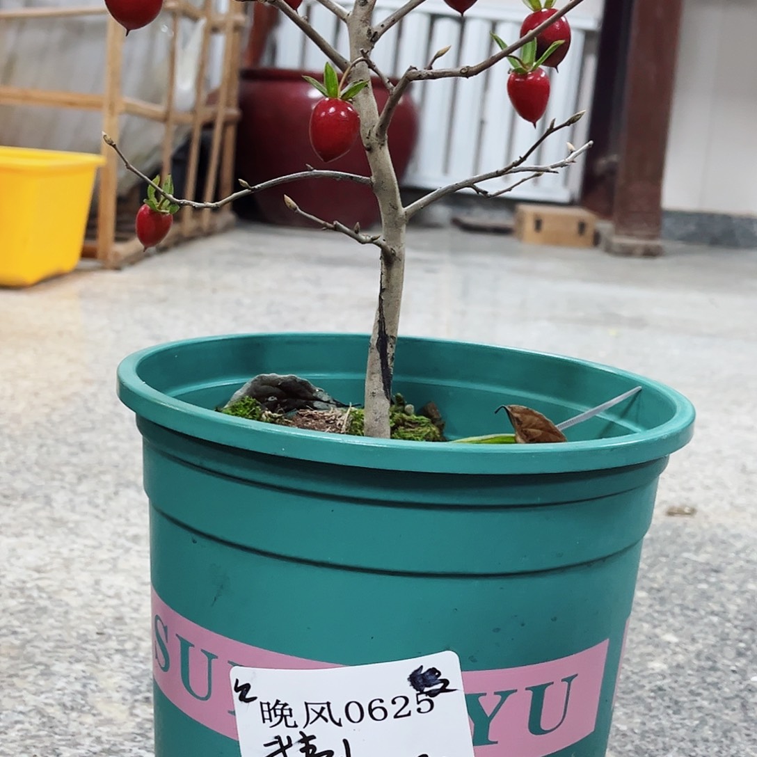 无花朵晚     0625