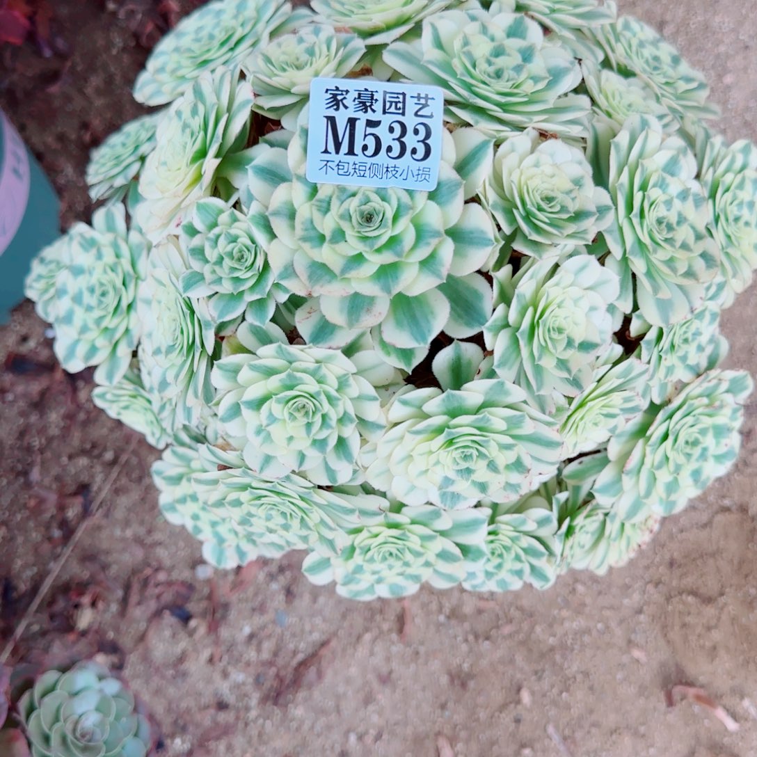 迈巴赫法师533冠幅40
