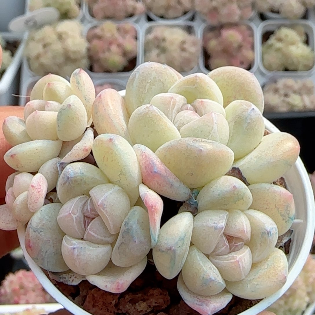 【闪购商品】0221-52奶油冰玉