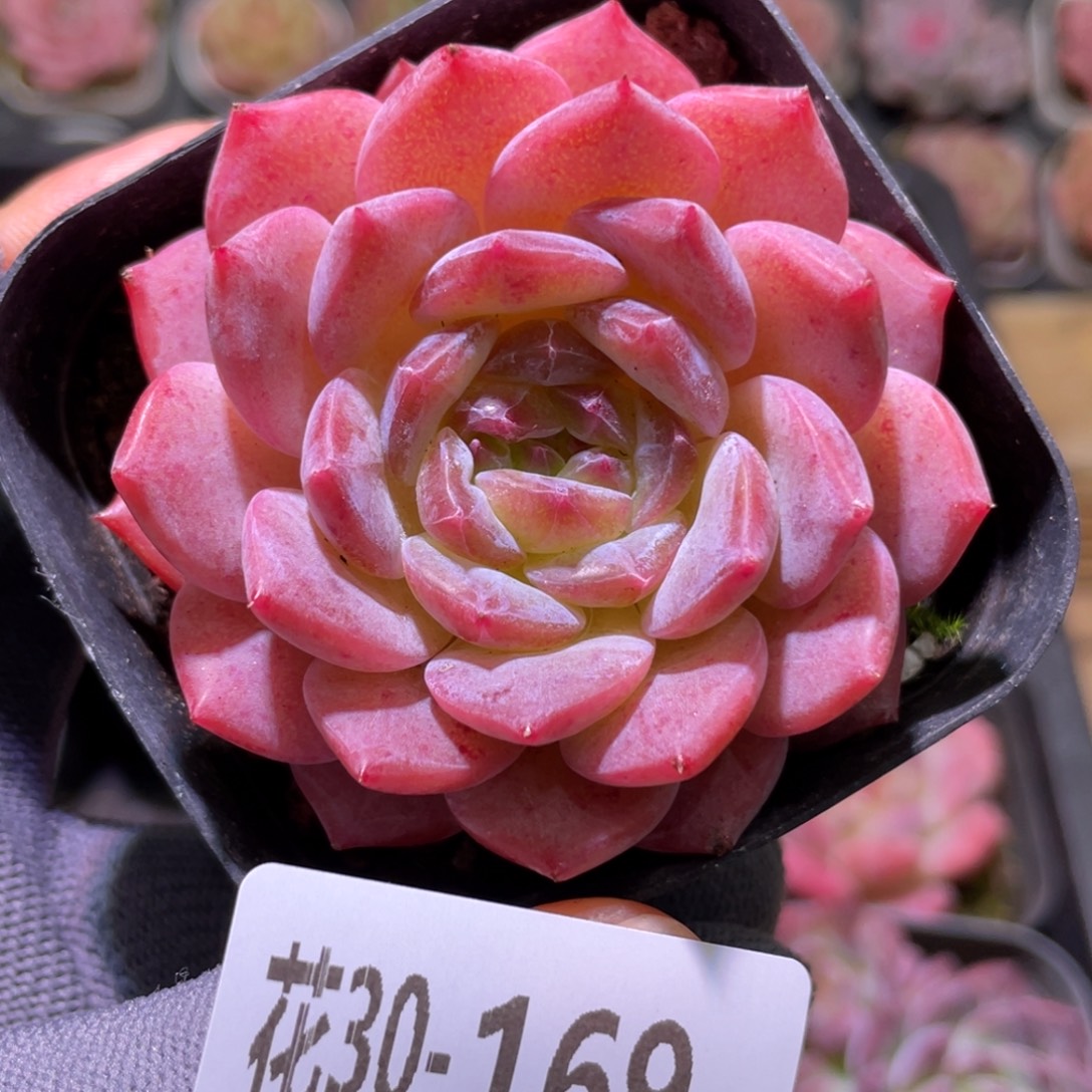 花利美30-169颜霜