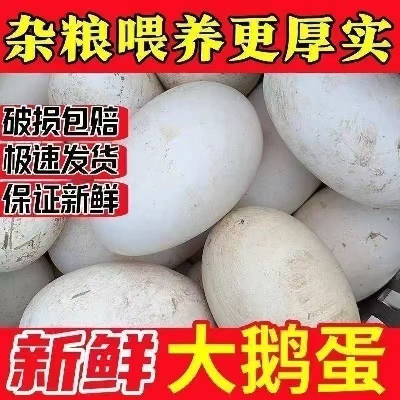 【正宗】杂交纯白狮头农家散养鹅蛋大型白鹅蛋顺丰包邮受精能长20斤