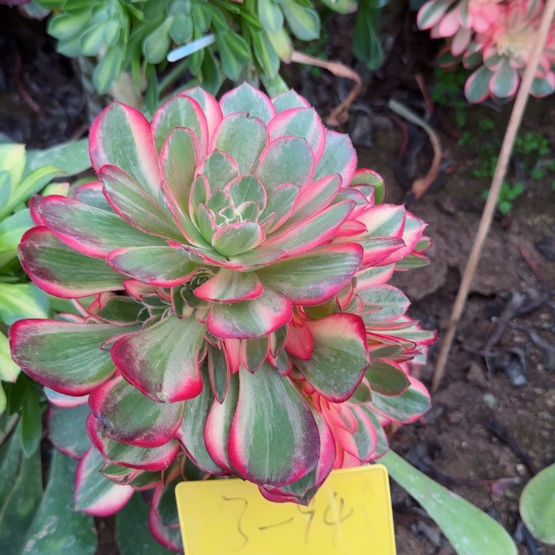 3-94---多头多肉植物