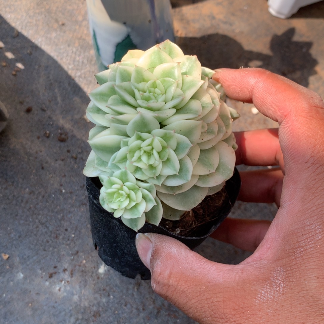 中有许多是来自法国各地