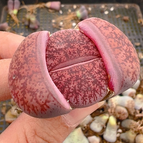 21666团团圆圆呀呀