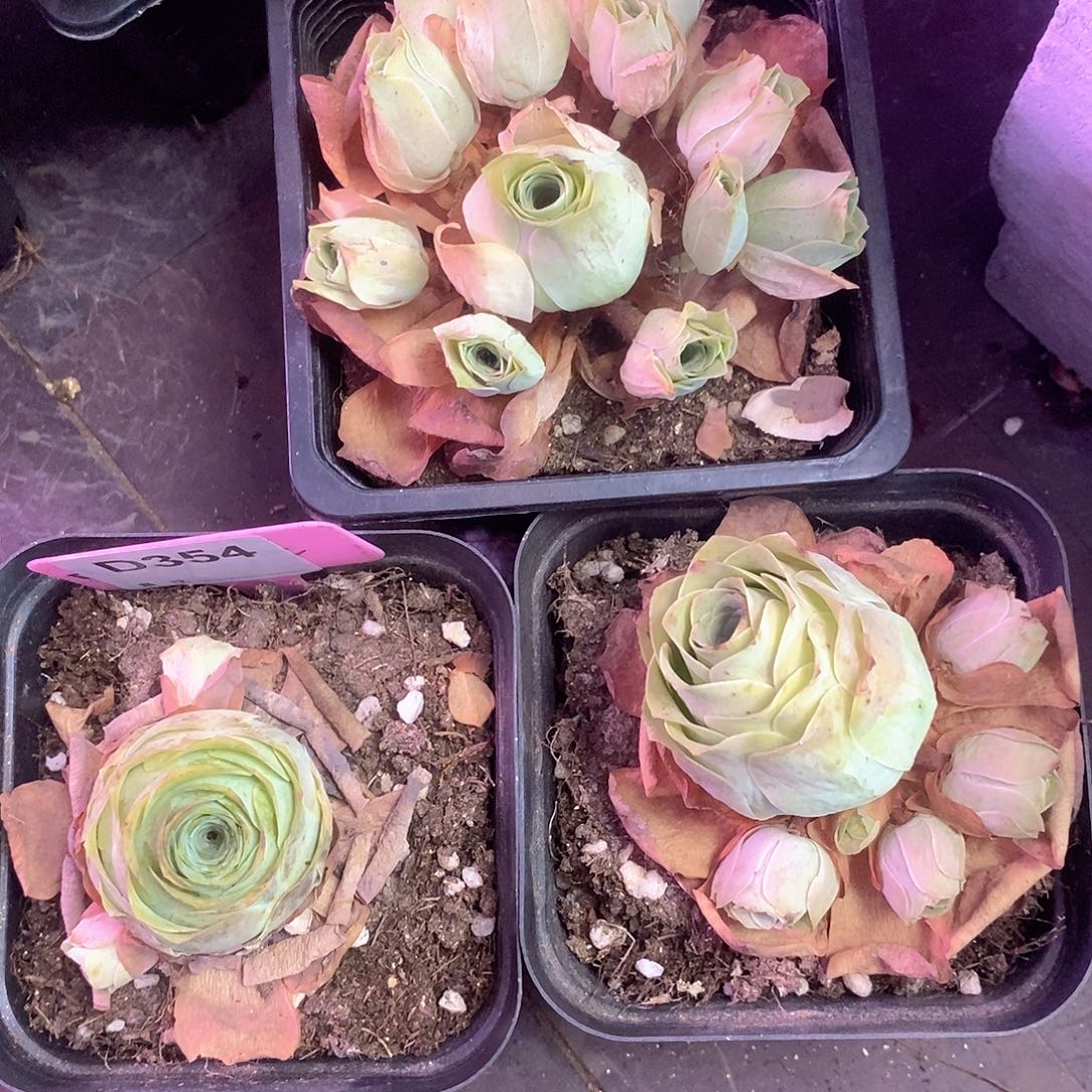 快***3yjj354一物一拍三个组合