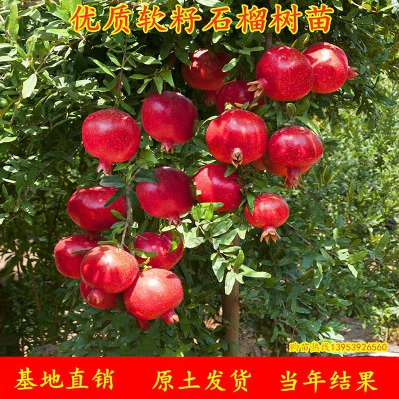 【2颗】【石榴树苗】蒙阳红石榴树树苗突尼斯软籽榴盆栽庭院水果树苗