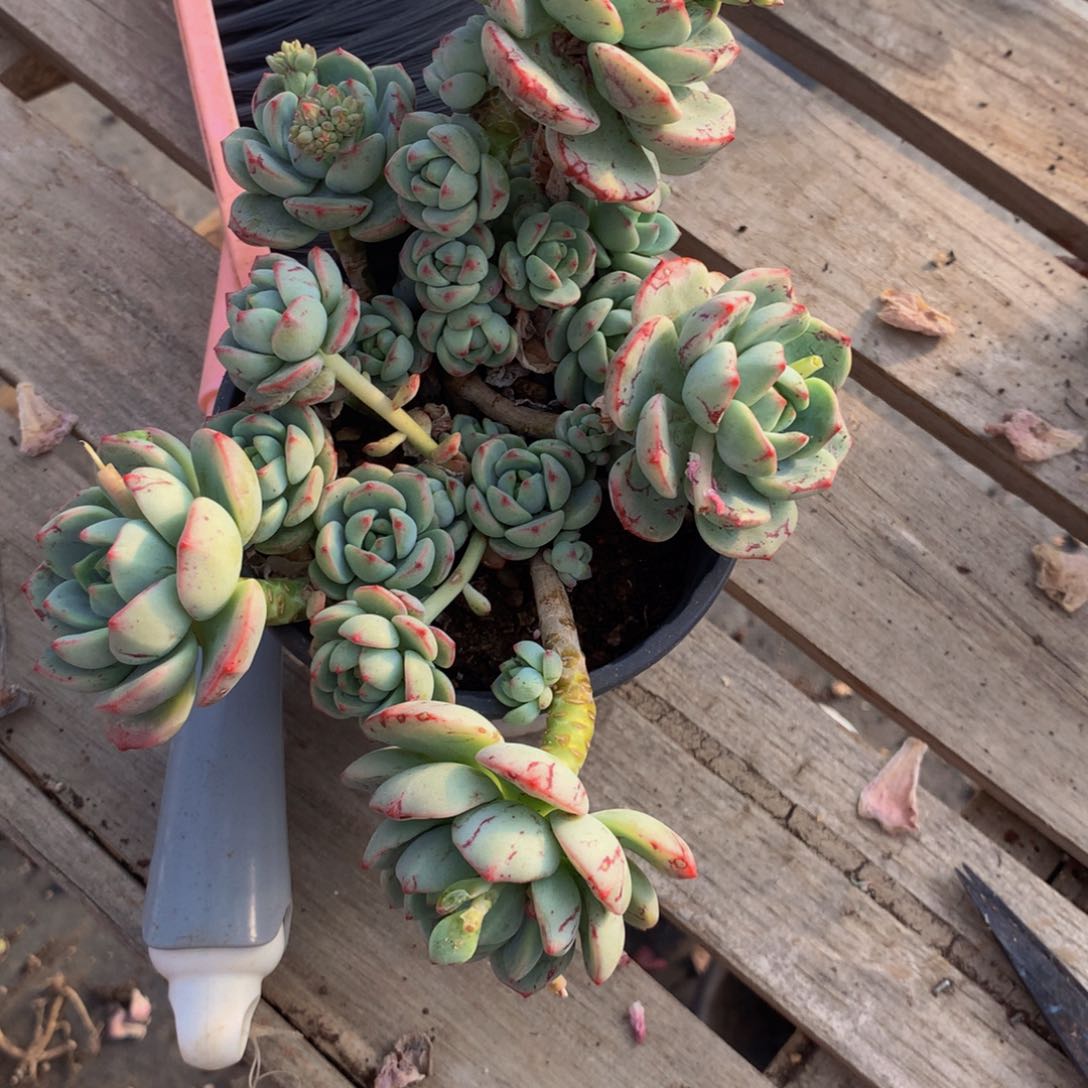 丫*头香草群生多肉植物
