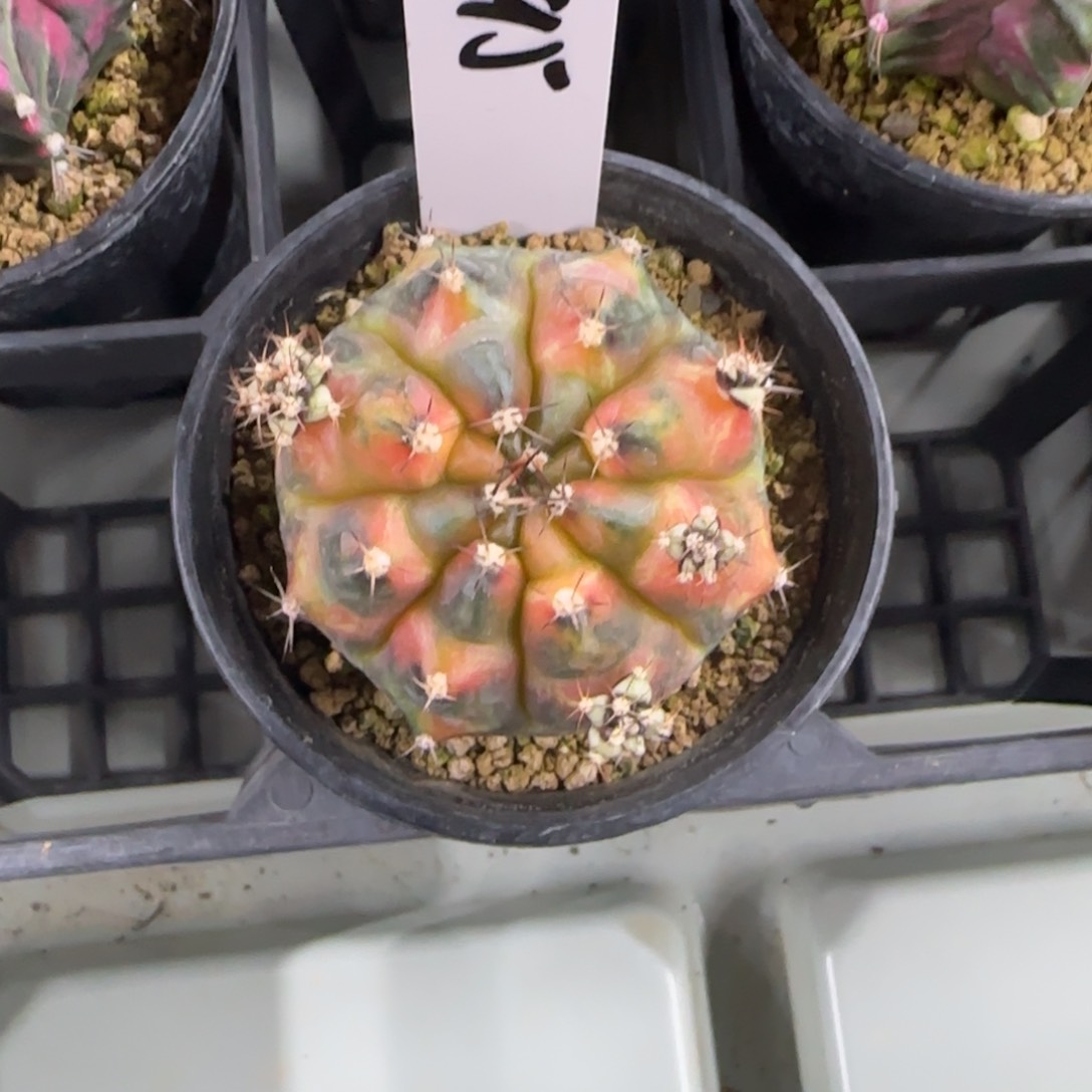 195-0214绿簑脱土发多肉