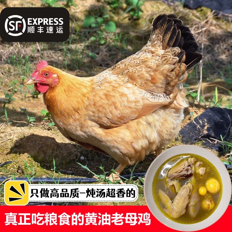 【小磊1】买3送1到手4只 农家散养两年黄油老母鸡净重9-10斤新鲜 包冰率不含冰