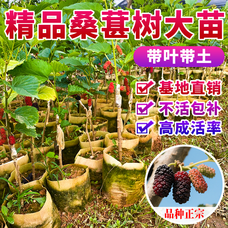 长桑葚树苗桑葚苗养蚕果苗盆栽地栽四季种植带杯带土广西发货
