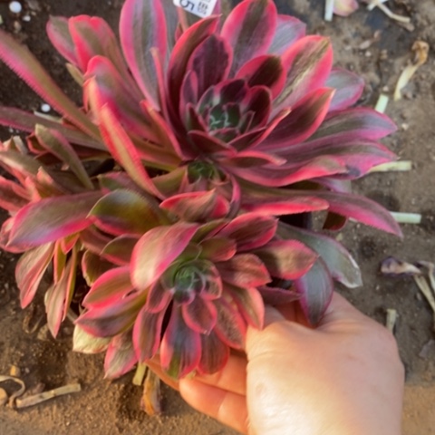 715浣纱满25包邮多肉