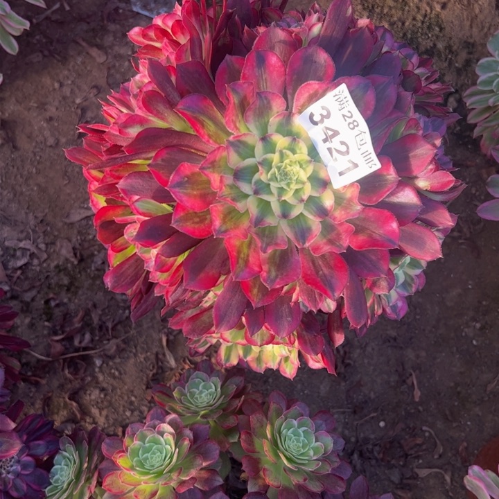 3421天和多肉植物