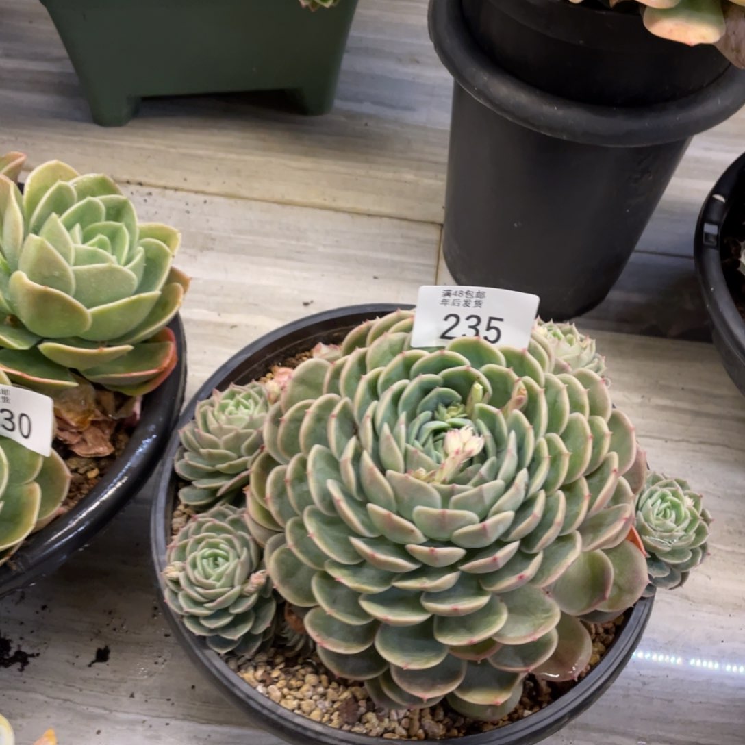 黑大帅多肉235昂斯诺