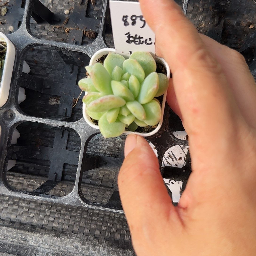 883 中盆7号床一个满25包邮