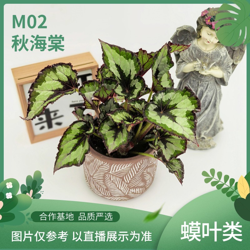 M02秋海棠室内观叶植物秋海棠盆栽好养