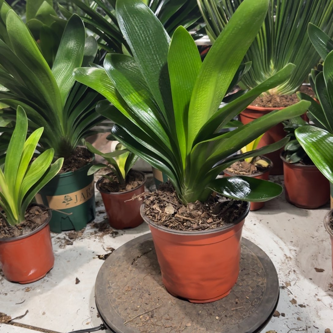 完全开放一物一拍