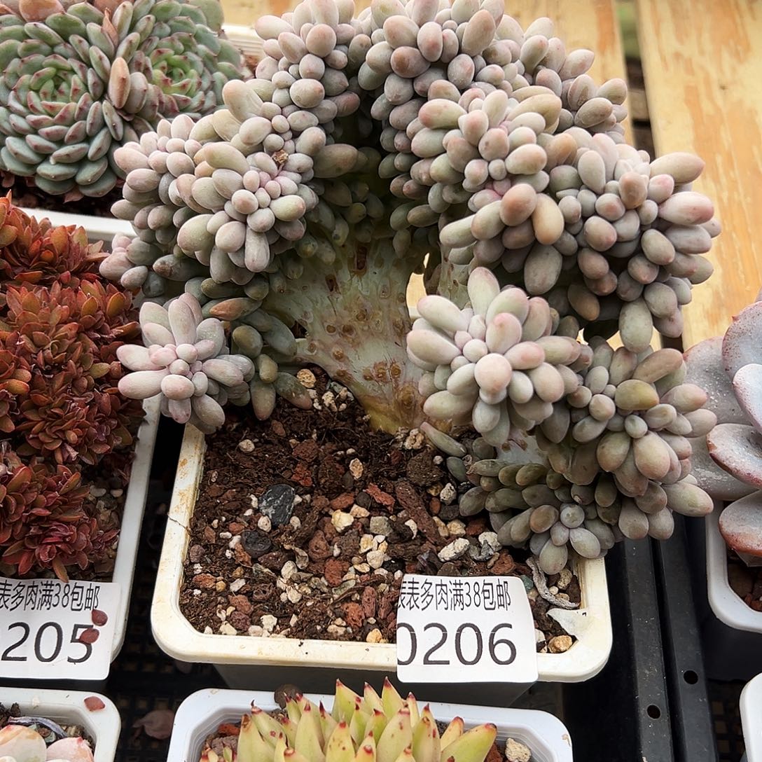 多肉一物一拍植物0206