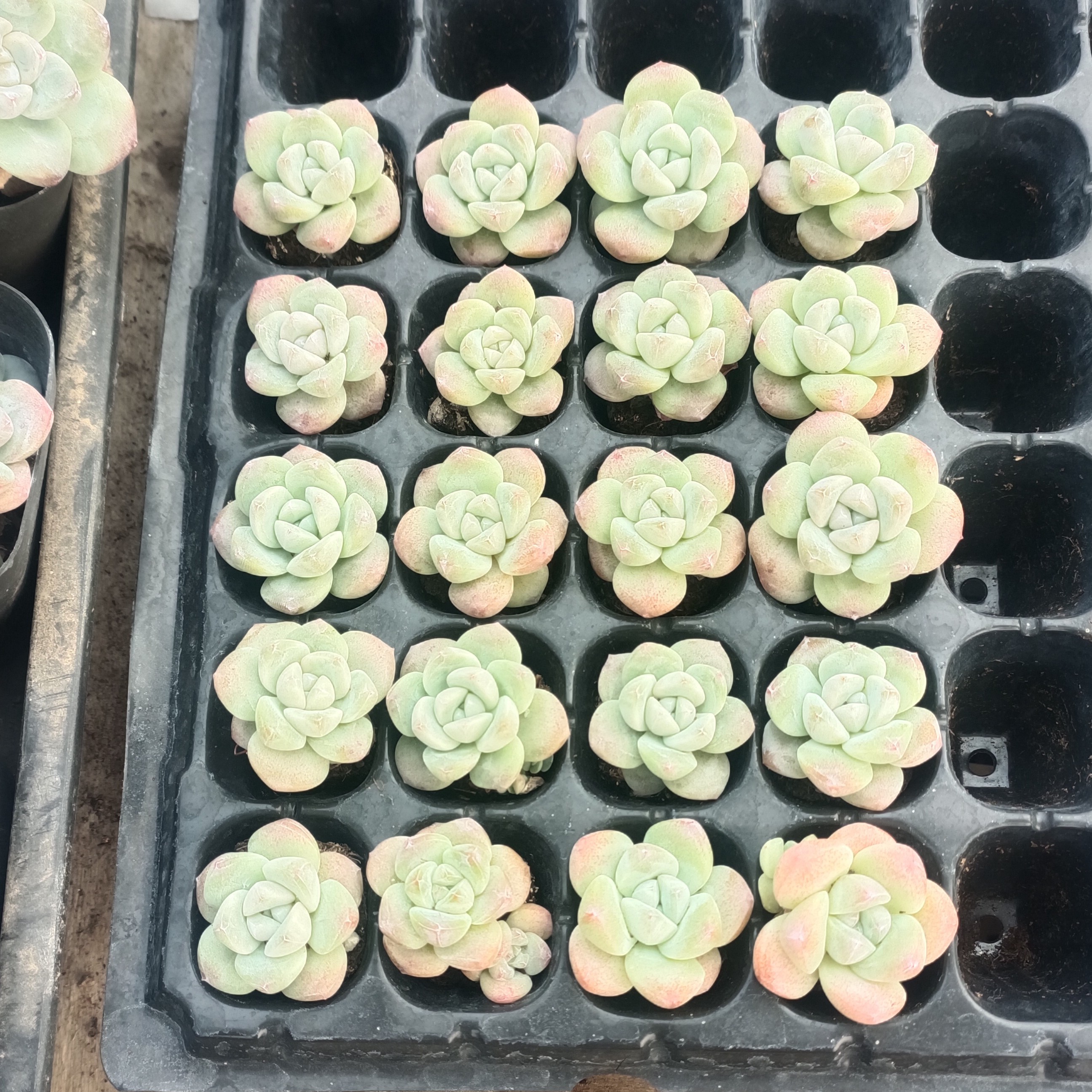 冰玉穴盘20棵多肉植物(满18包邮偏远除外）