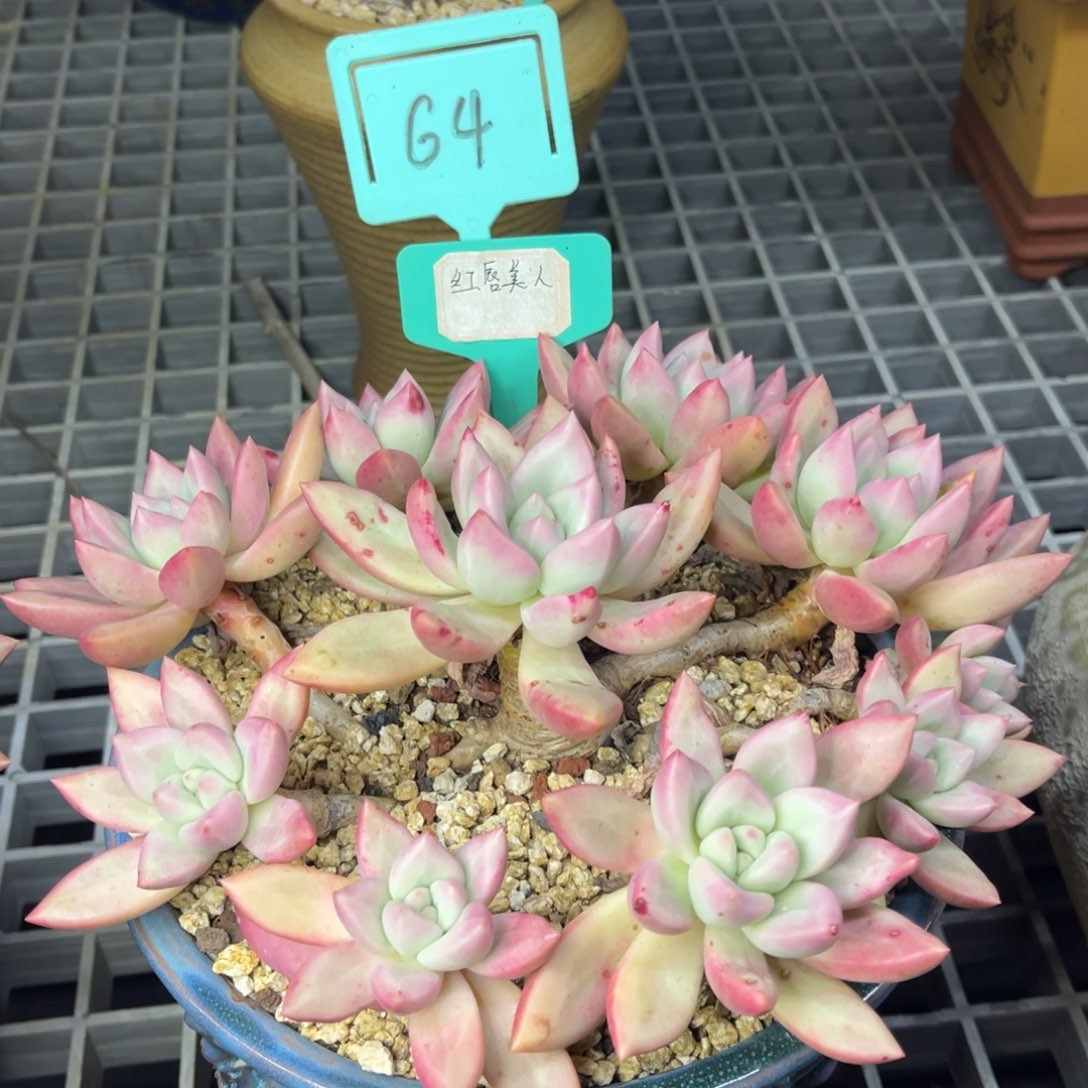 小雨多肉一物一拍红唇美人