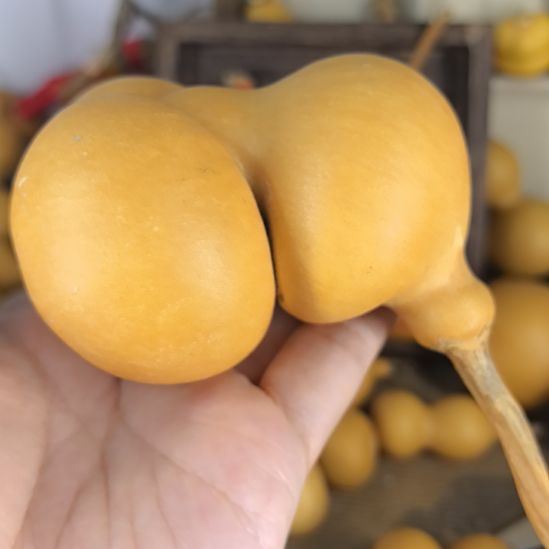 上官美女的小金蝉