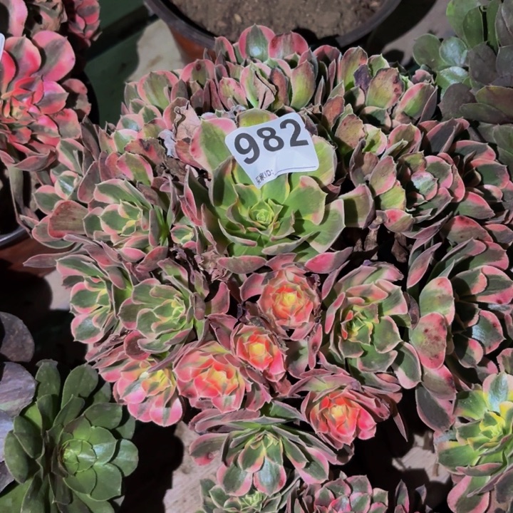 982皇后多肉植物不售后