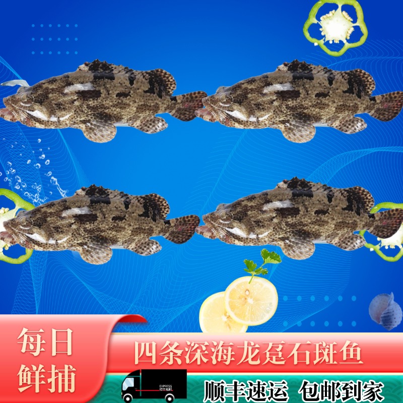 【元旦特惠】深海石斑鱼4条装  新鲜深海珍珠龙胆鱼速冻发货共4.4斤