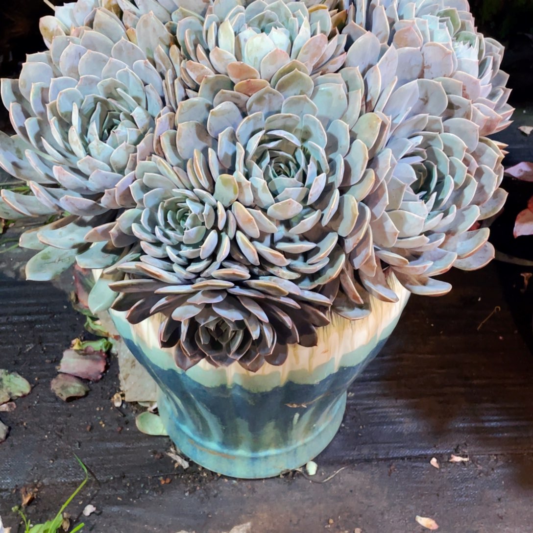 海***）超大紫月发物流带盆带土物流到付