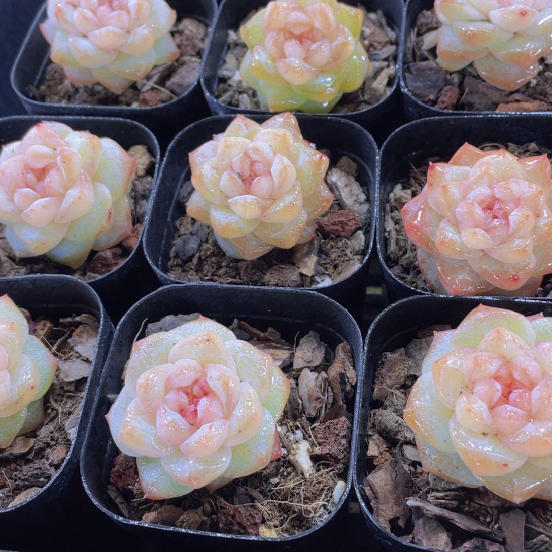 量拍7号 优选水晶粉钻单头一个