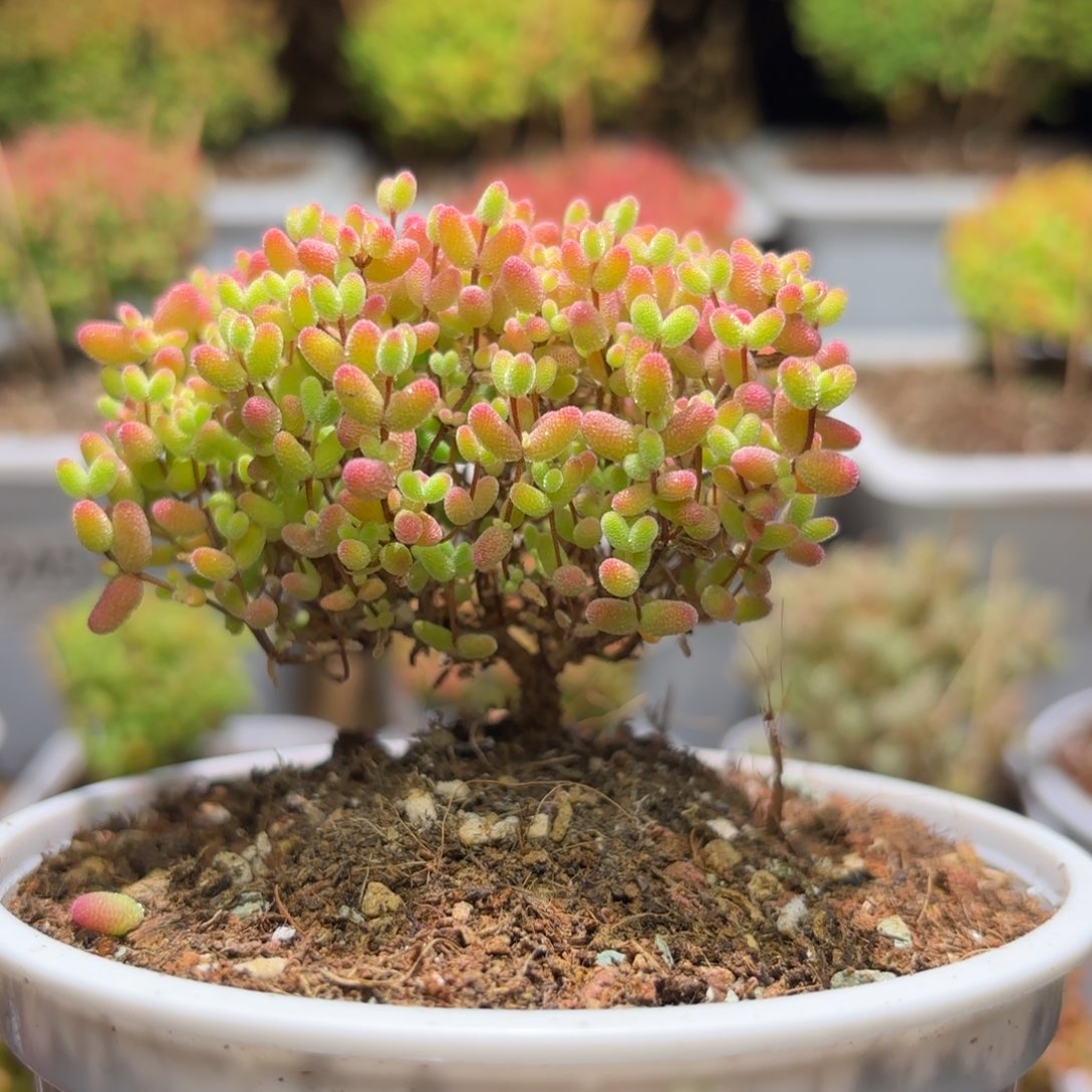 枝干番杏蜜橘D269带土盆