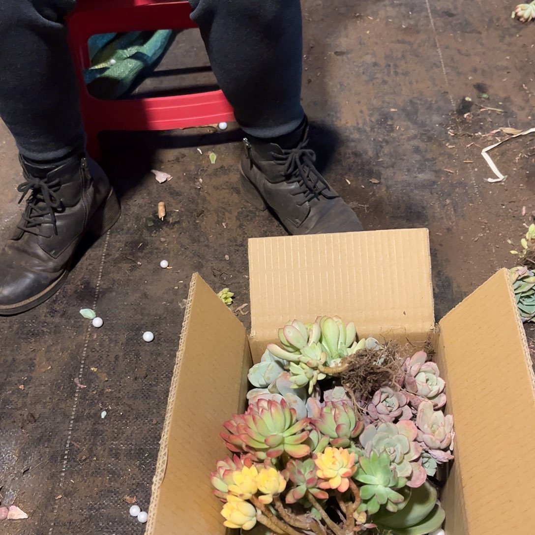 枝枝头头不售后。            