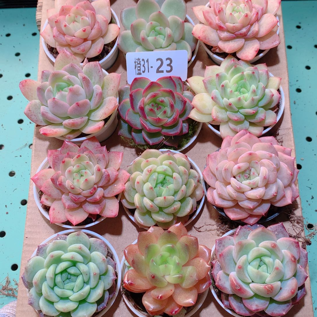 31-23一物一拍多肉带盆18颗