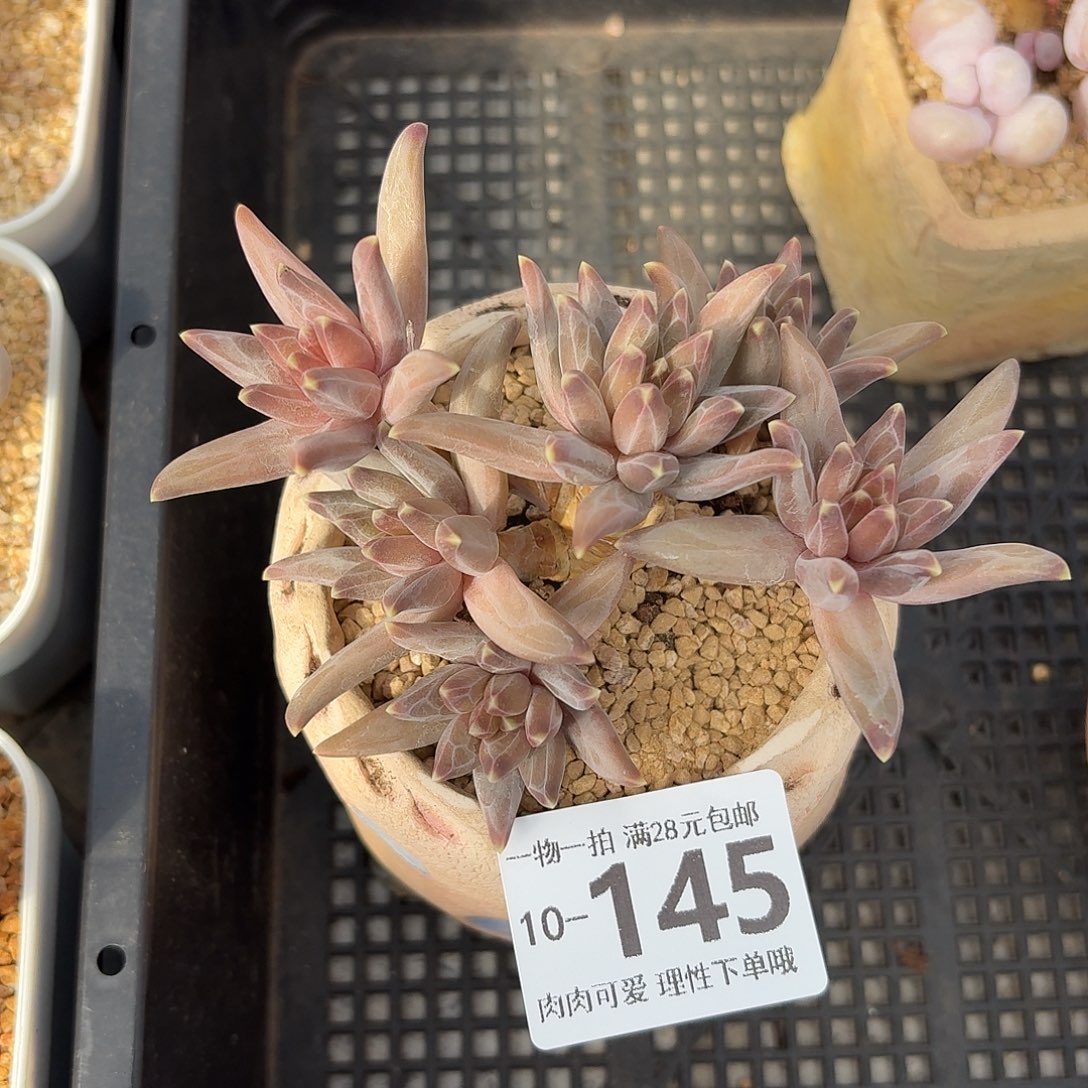 梵高无盆土发货无