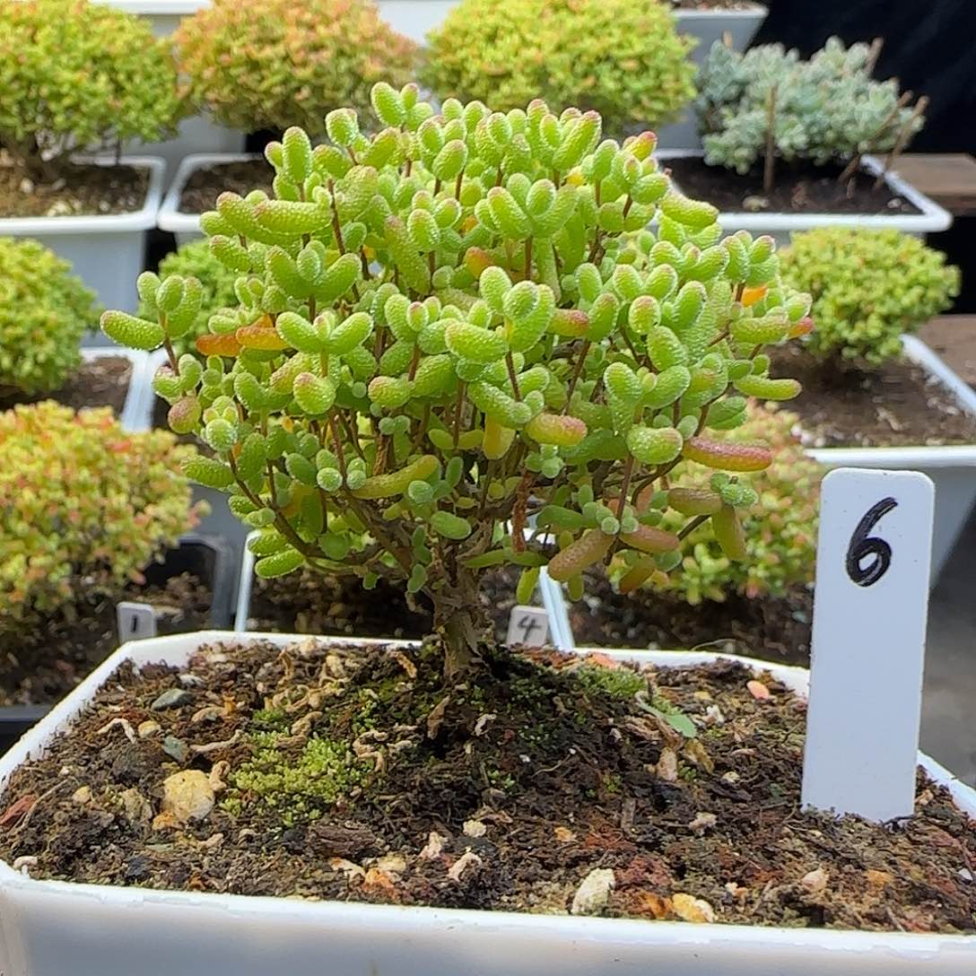 金桔糖球一物一拍