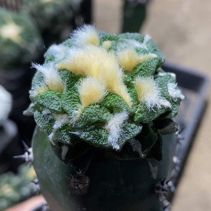 无花朵福利绣普颗粒大尤黑牡丹872