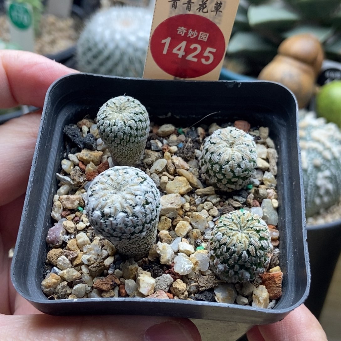实生精巧殿四颗一盒
