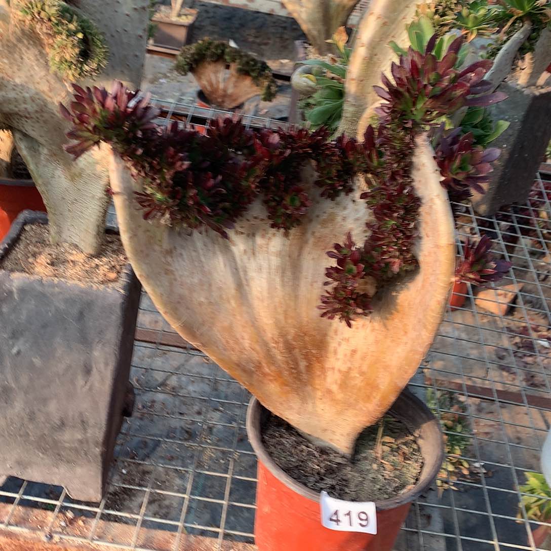 419黑法师缀化缀化