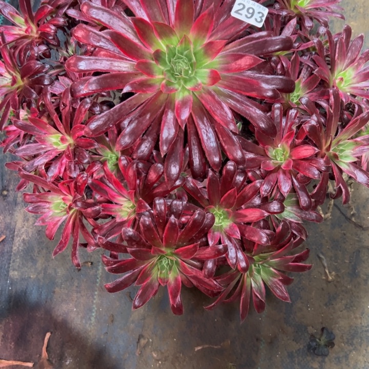 海*孔雀锦293多肉法师一物一拍