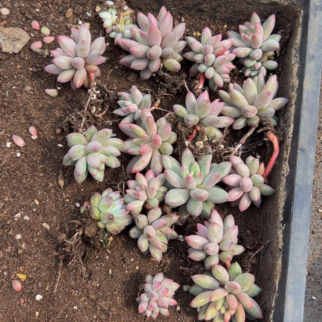 10颗一组 大小不等大小不等